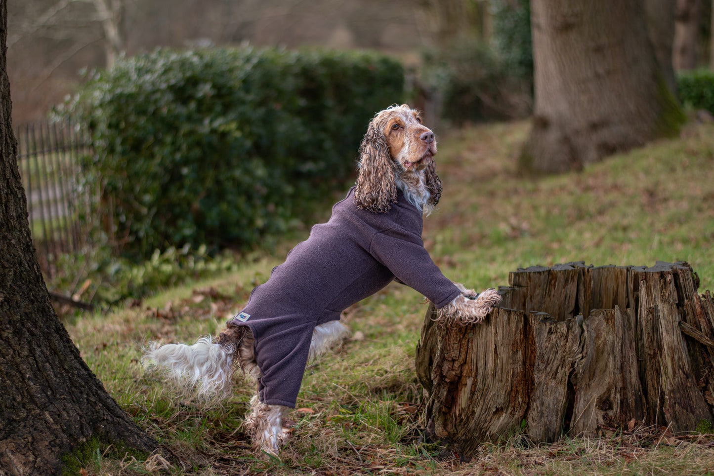 Spaniel stood on tree stump wearing brown 4 leg fleece
