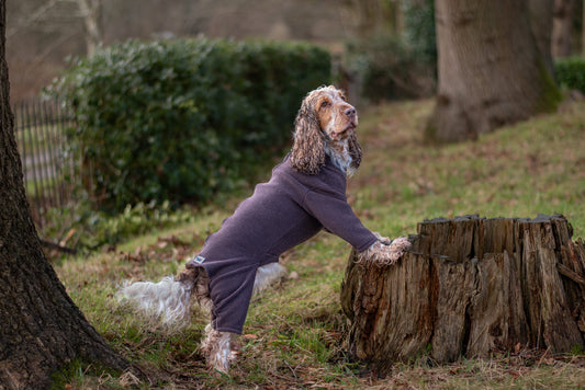 Spaniel stood on tree stump wearing brown 4 leg fleece