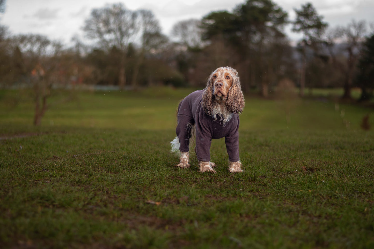Cocker spaniel wearing four legged fleece
