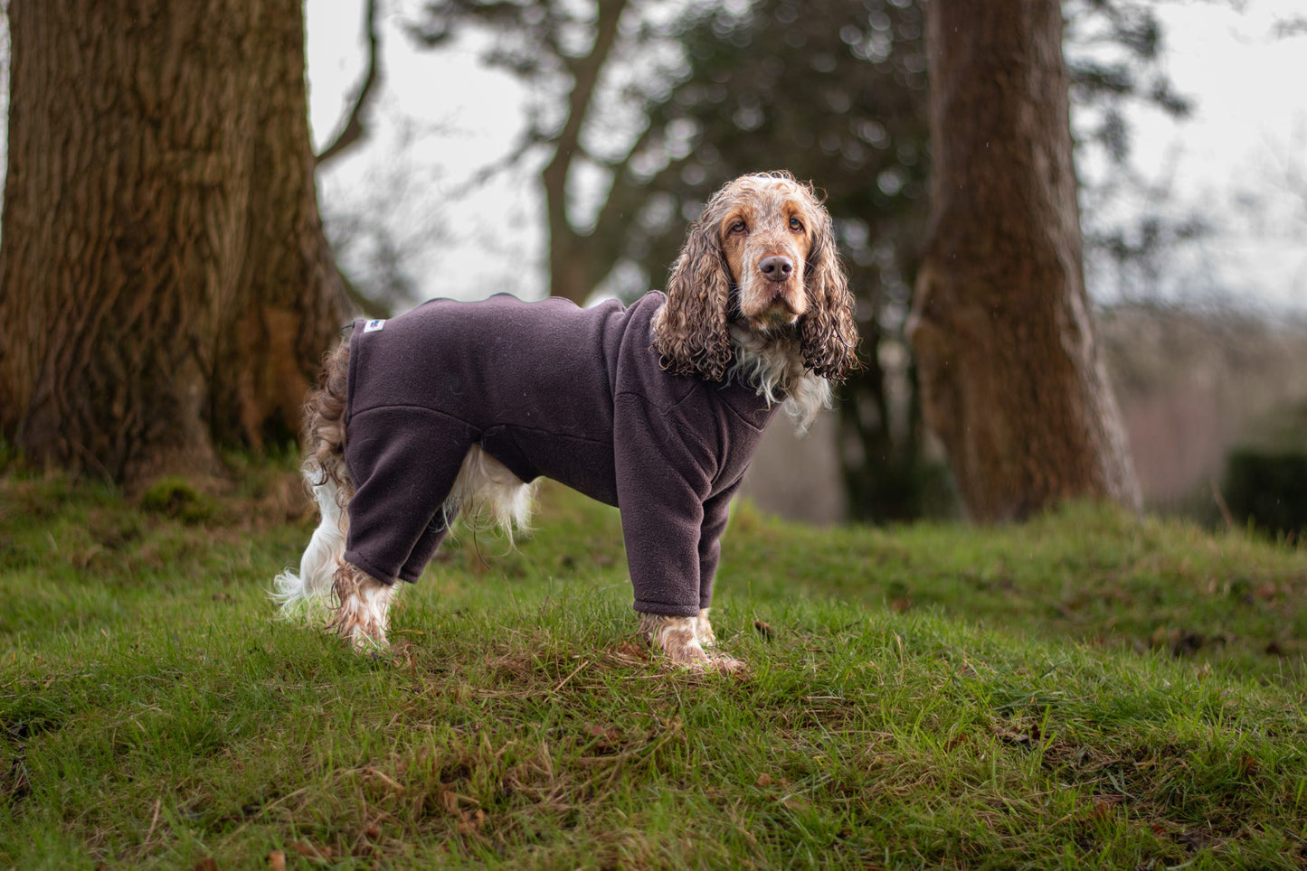 Cocker spaniel wearing all in one brown fleece dog suit