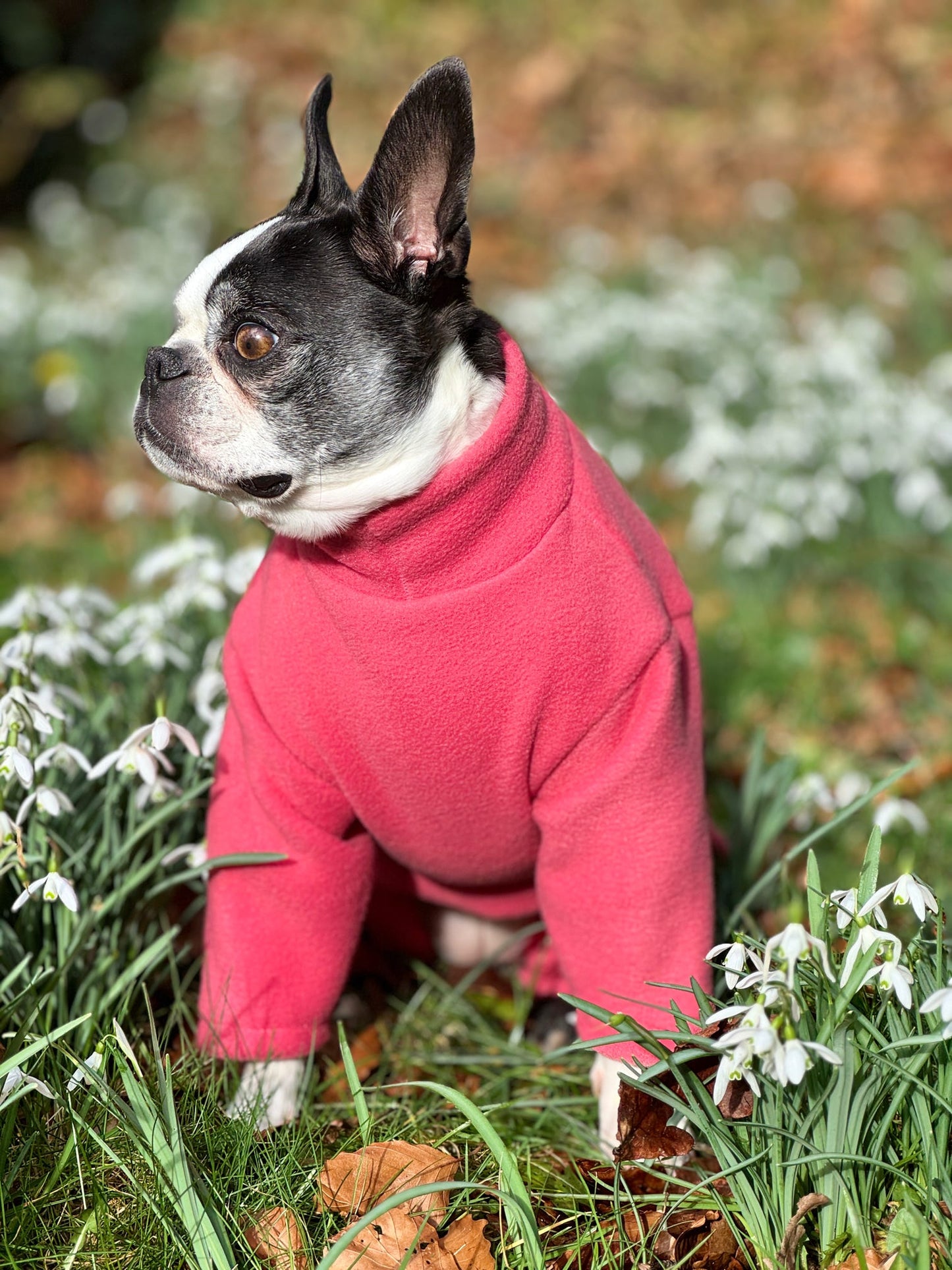 Boston terrier wearing pink fleece suit - front view