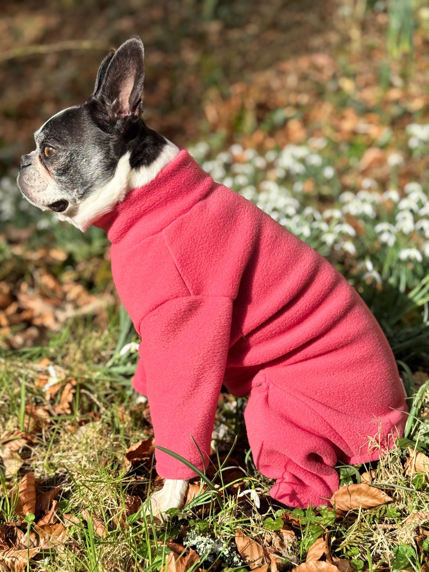 Boston terrier wearing 4 legged pink fleece - side view