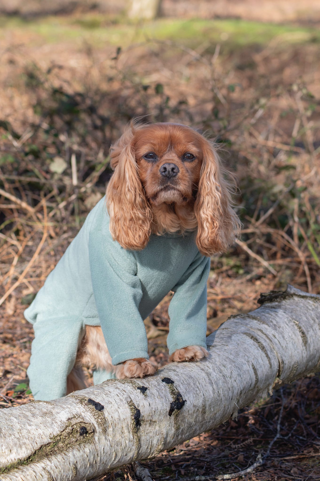 Spaniel wearing a dog fleece suit in sage green