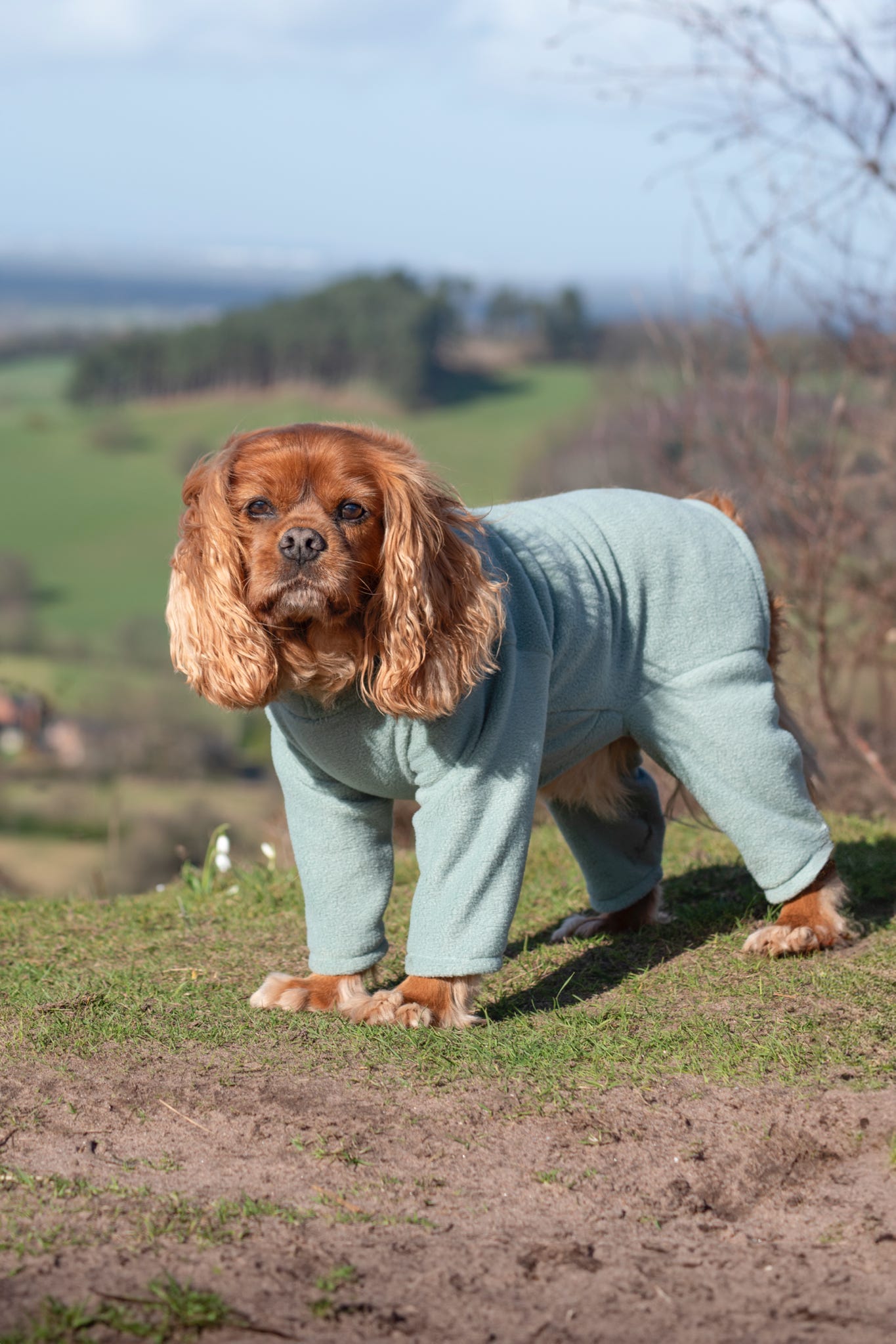 Cavalier wearing sage green 4 leg fleece suit