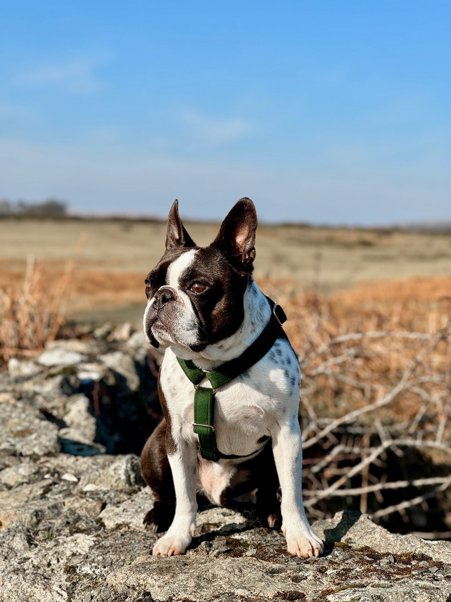 Dog wearing a soft green velvet y shape harness