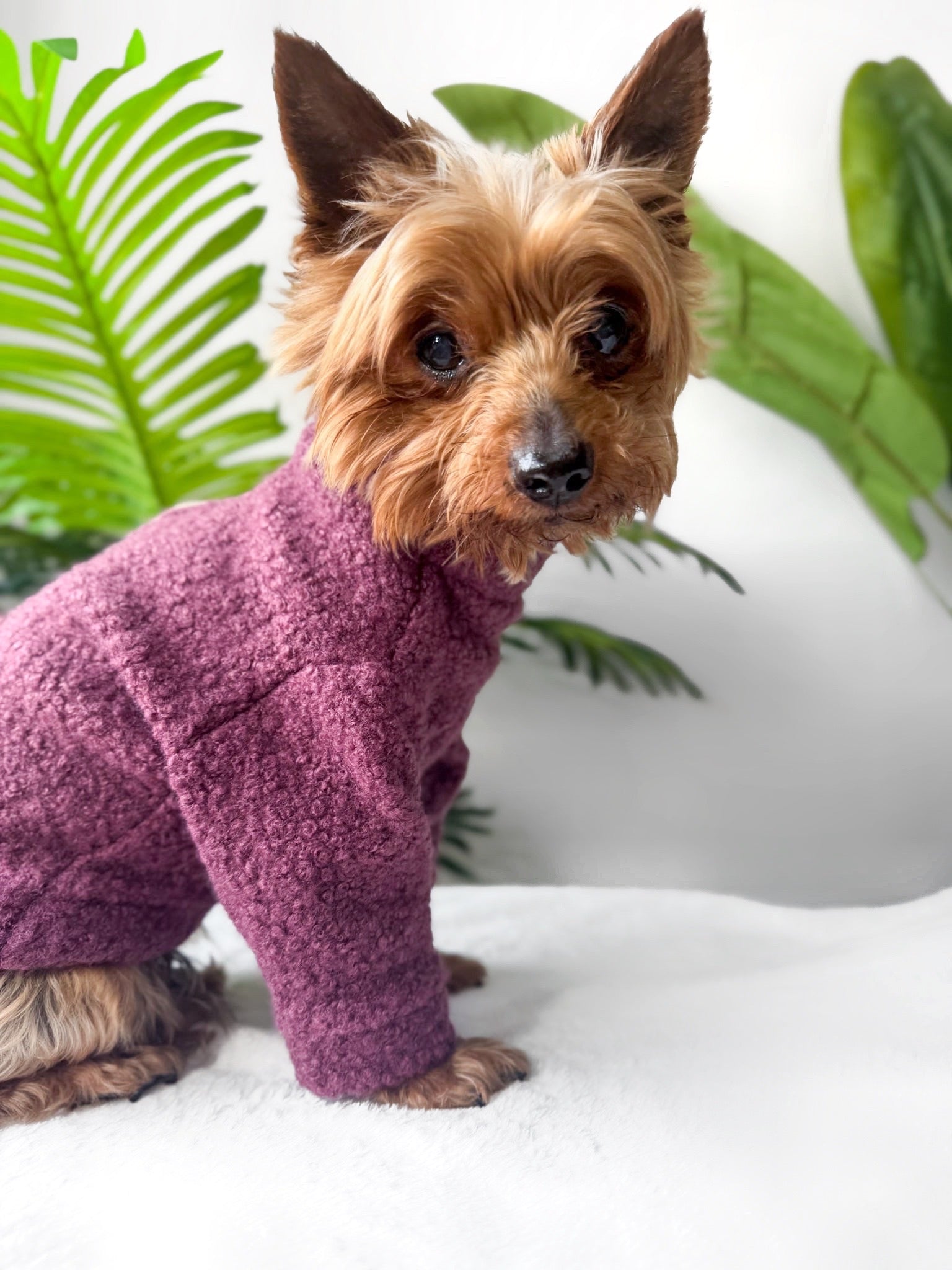 Teacup yorkshire terrier wearing pink borg fleece jumper