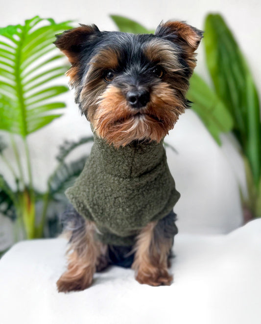 Teacup yorkie in green sleeveless teddy borg dog jumper