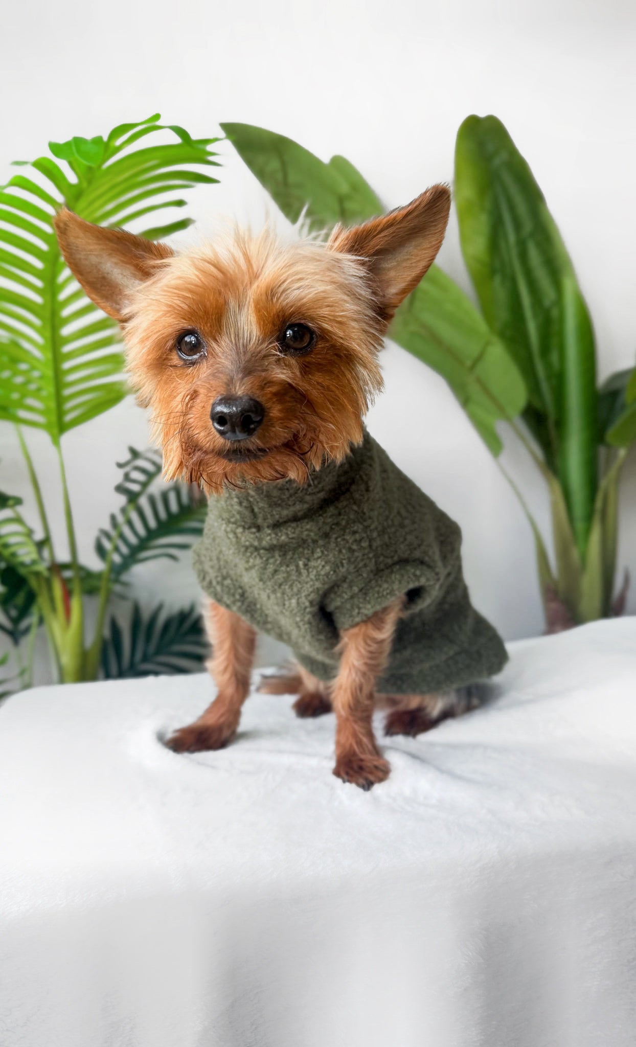 Yorkshire terrier in green tankie teddy borg dog jumper