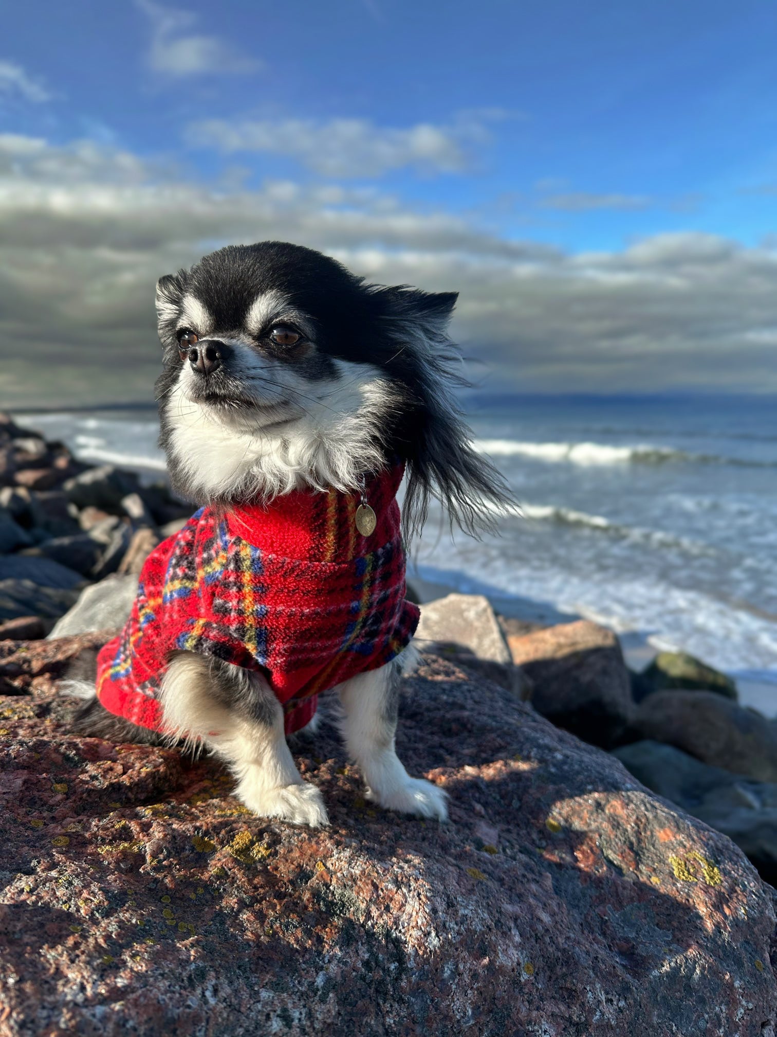 Chihuahua wearing red tartan warm tankie polar fleece