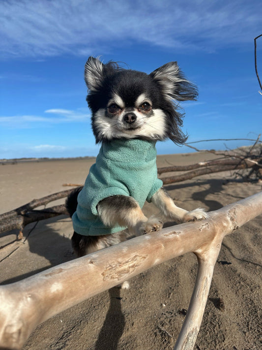 Chihuahua wearing aqua green tankie dog polar fleece