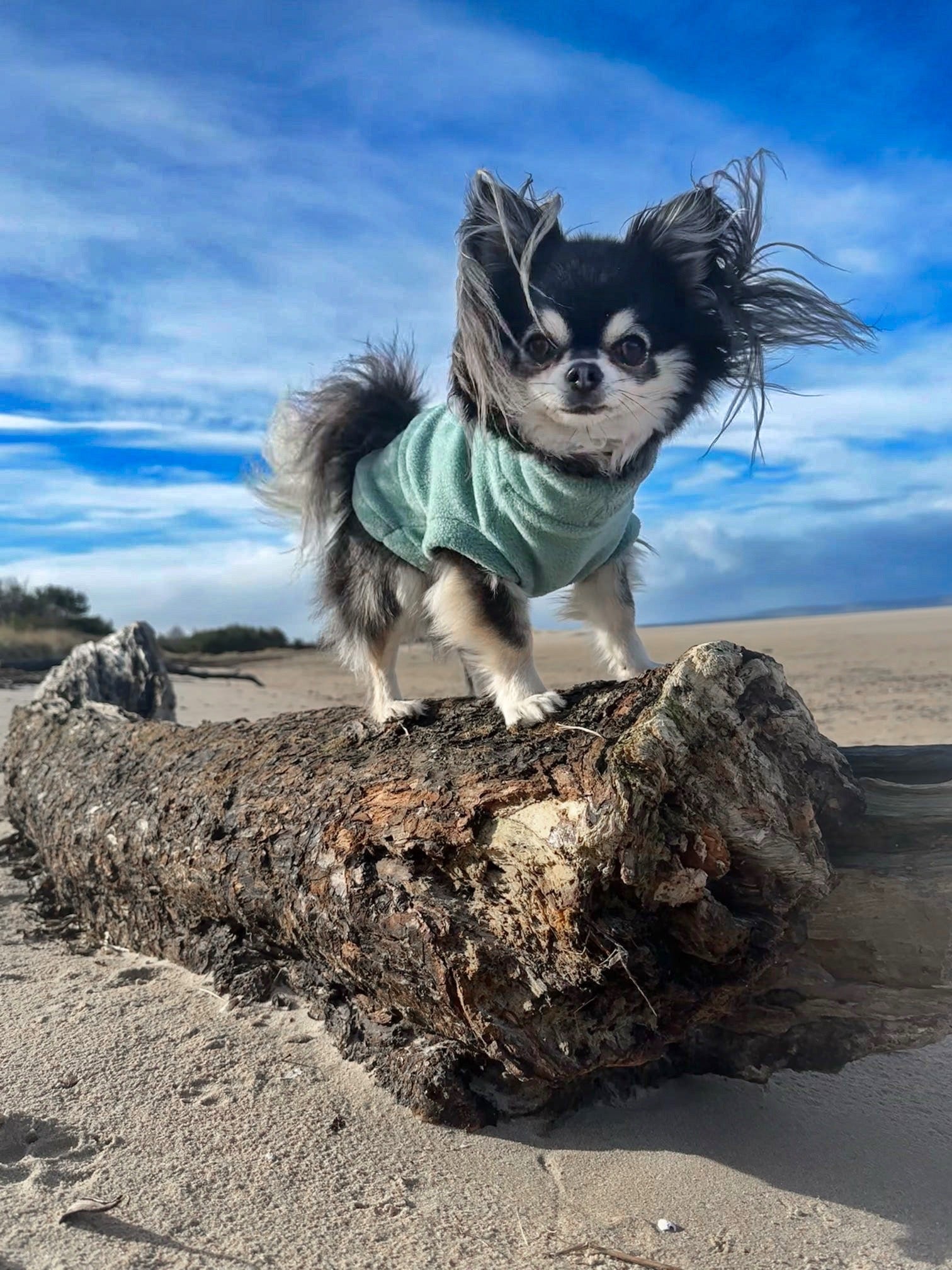 Chihuahua wearing aqua green sleeveless dog fleece