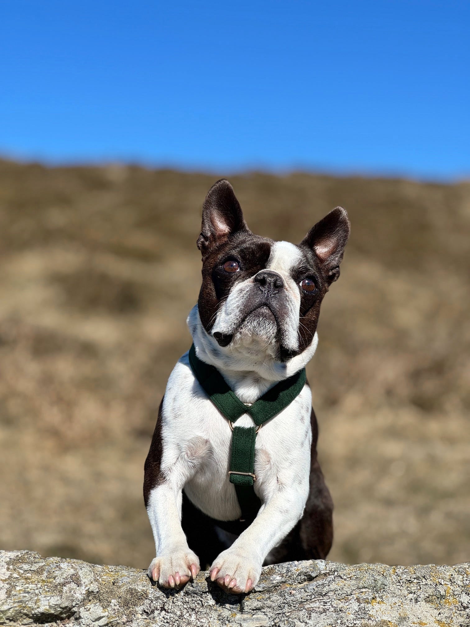 Boston terrier wearing green velvet strap harness