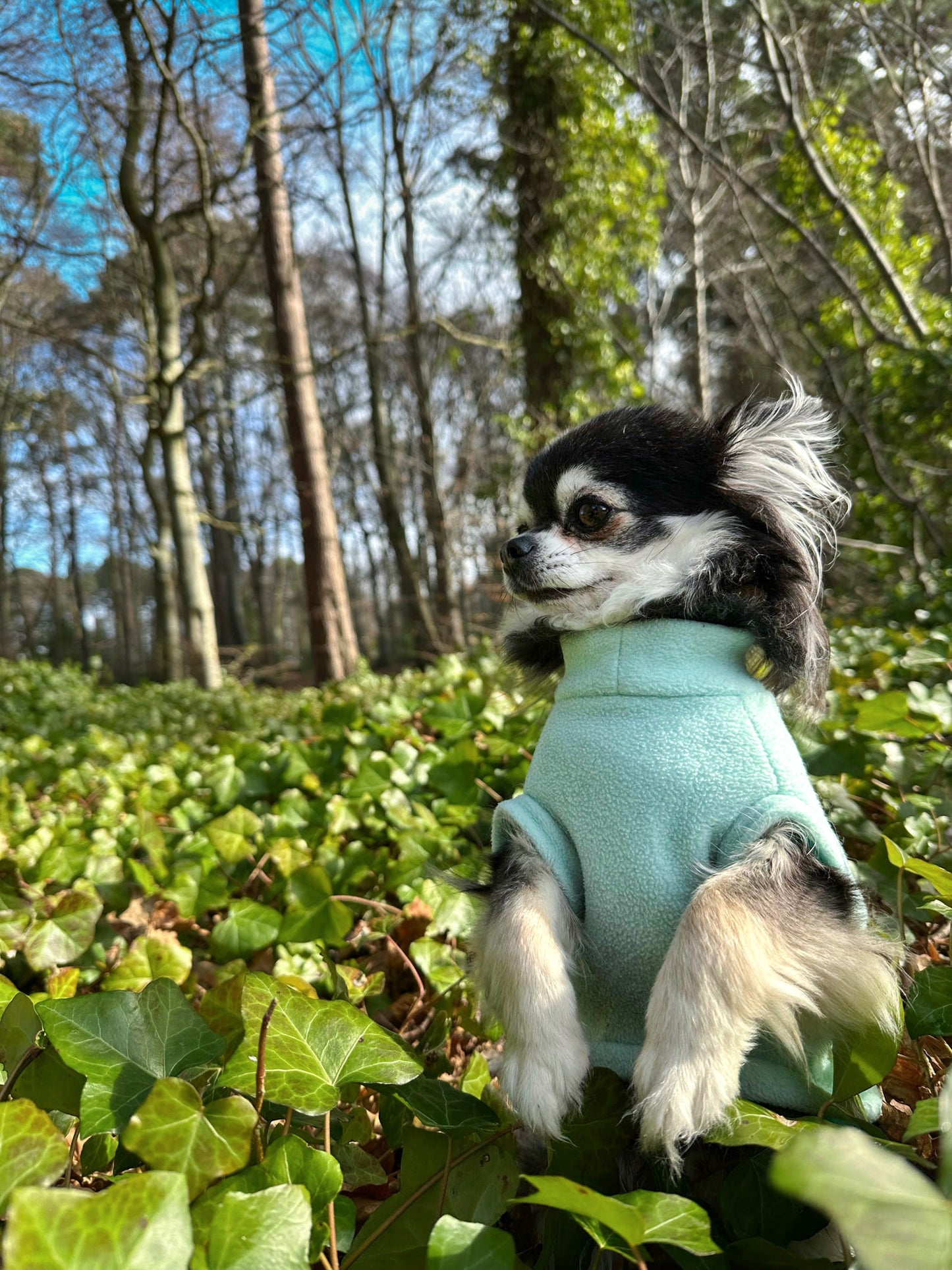 Chihuahua wearing pale green water resistant dog fleece