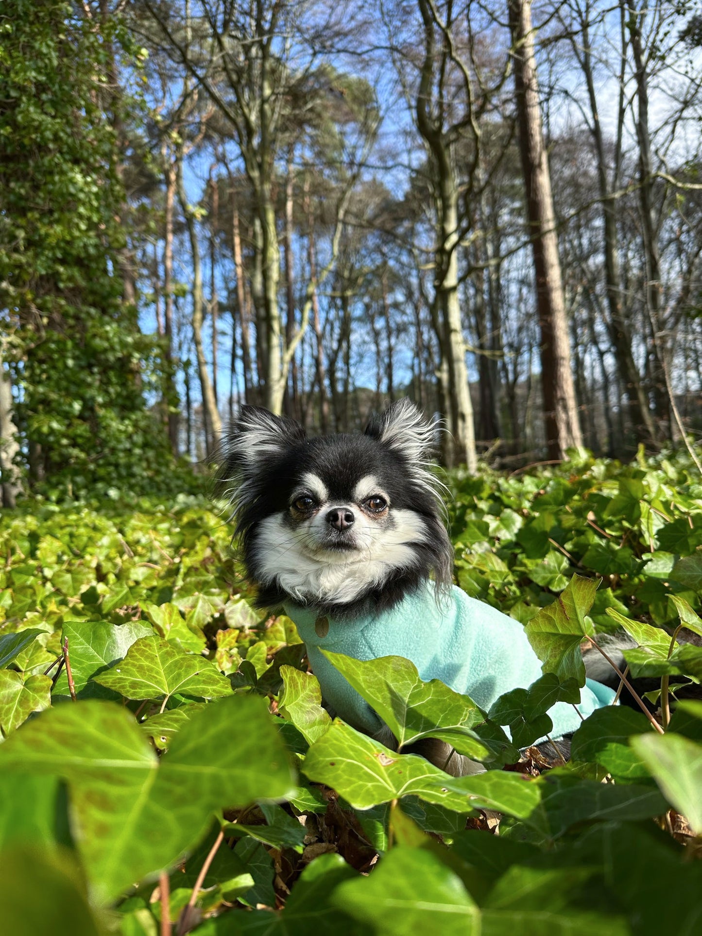 Chihuahua wearing mint green tankie waterproof dog fleece