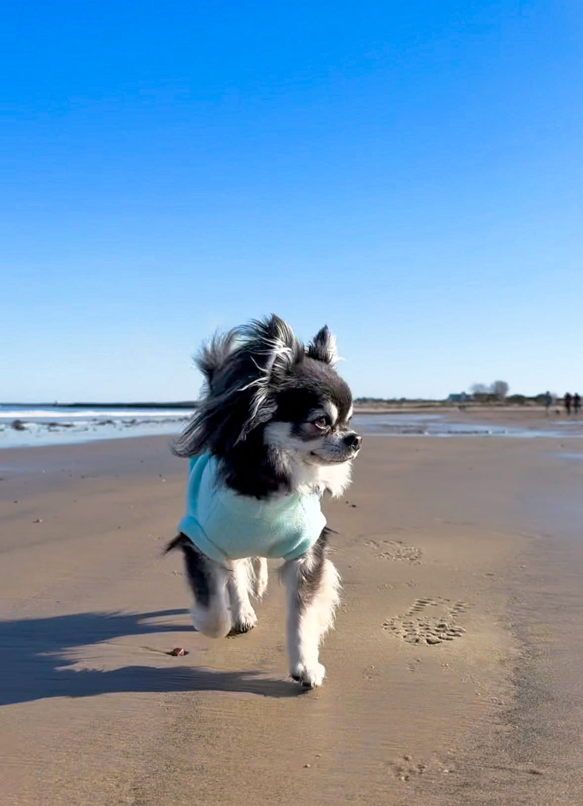 Chihuahua wearing light green tankie waterproof dog fleece