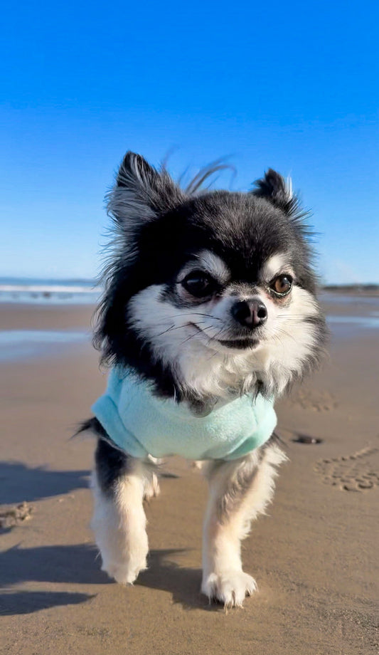 Chihuahua wearing mint green thermal sleeveless dog fleece