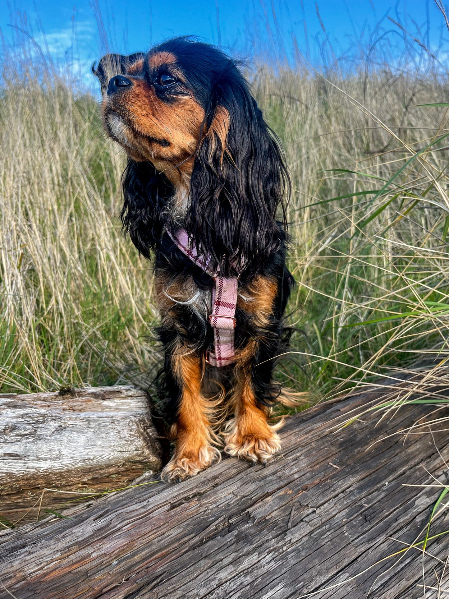 Cavalier wearing pink tartan strap harness