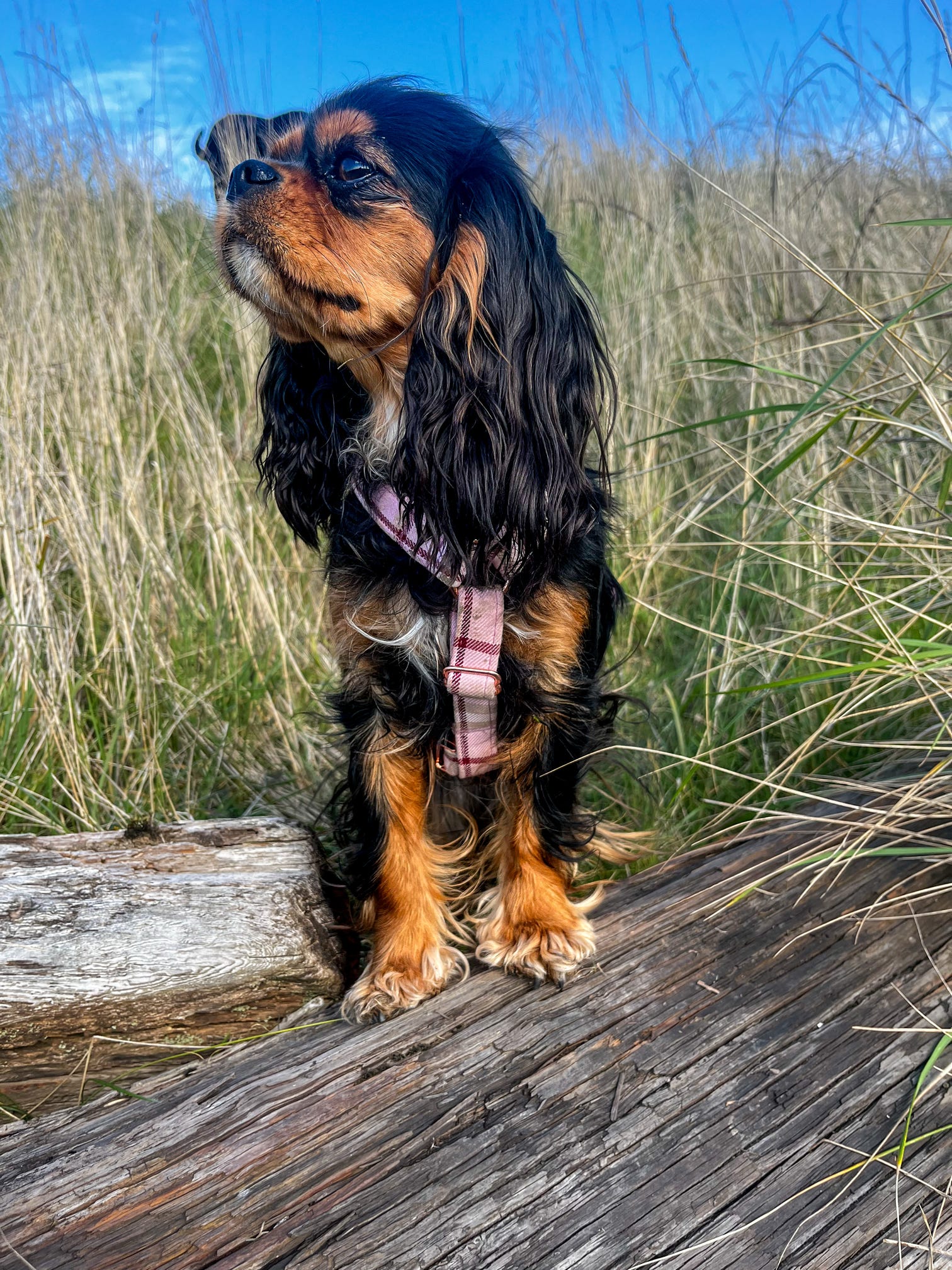 Cavalier wearing pink tartan strap harness