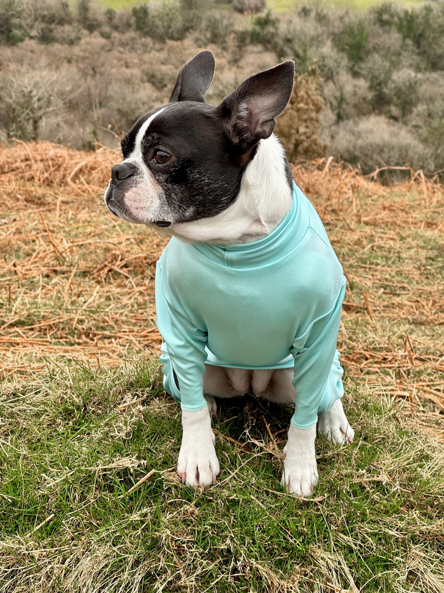 Small dog sat wearing our aqua protective summer suit