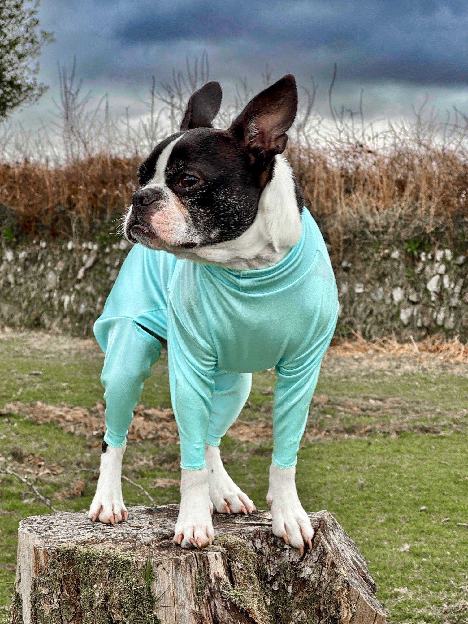 Boston terrier wearing our aqua protective summer suit
