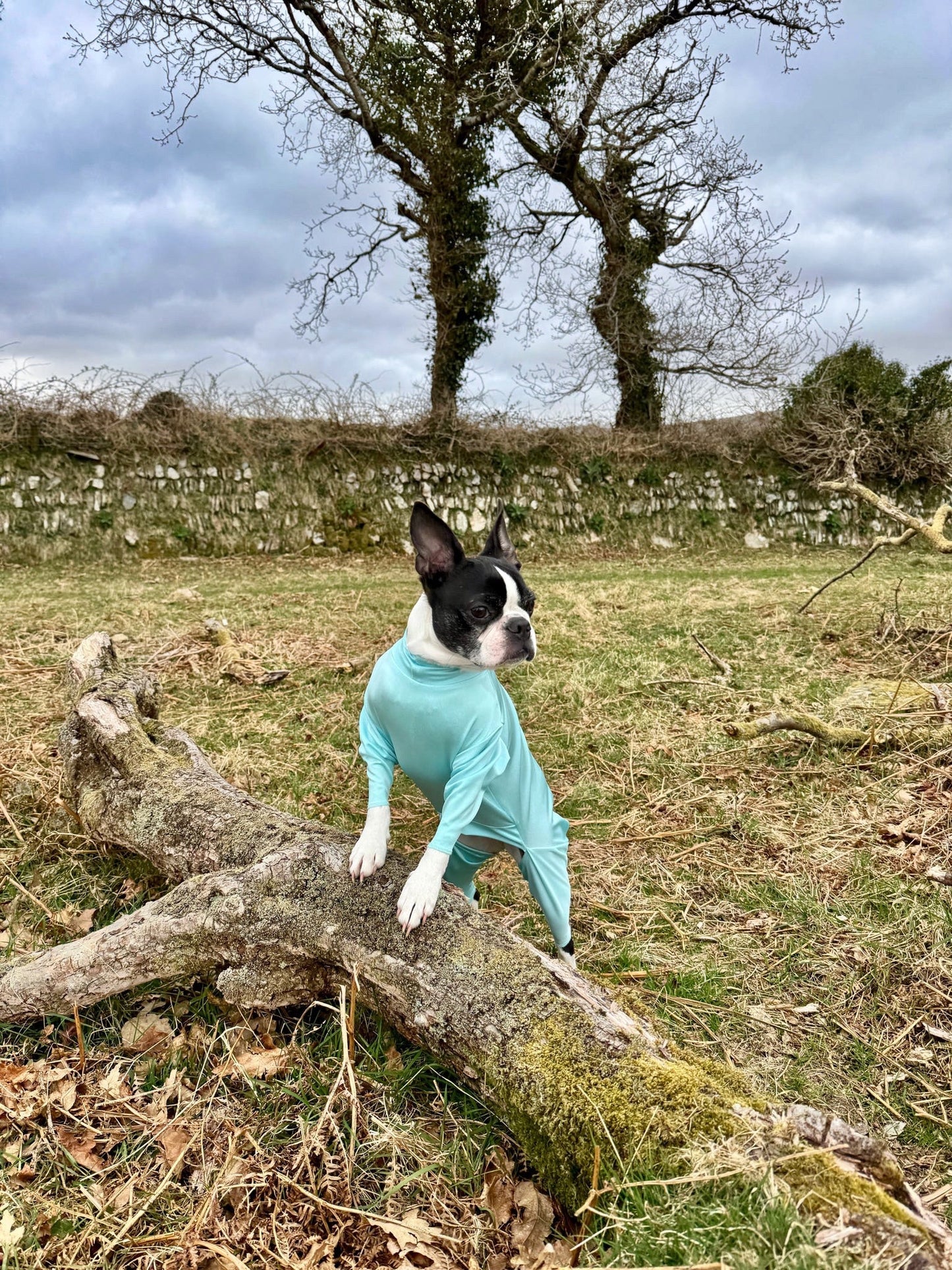 Small dog stood wearing our aqua protective summer suit