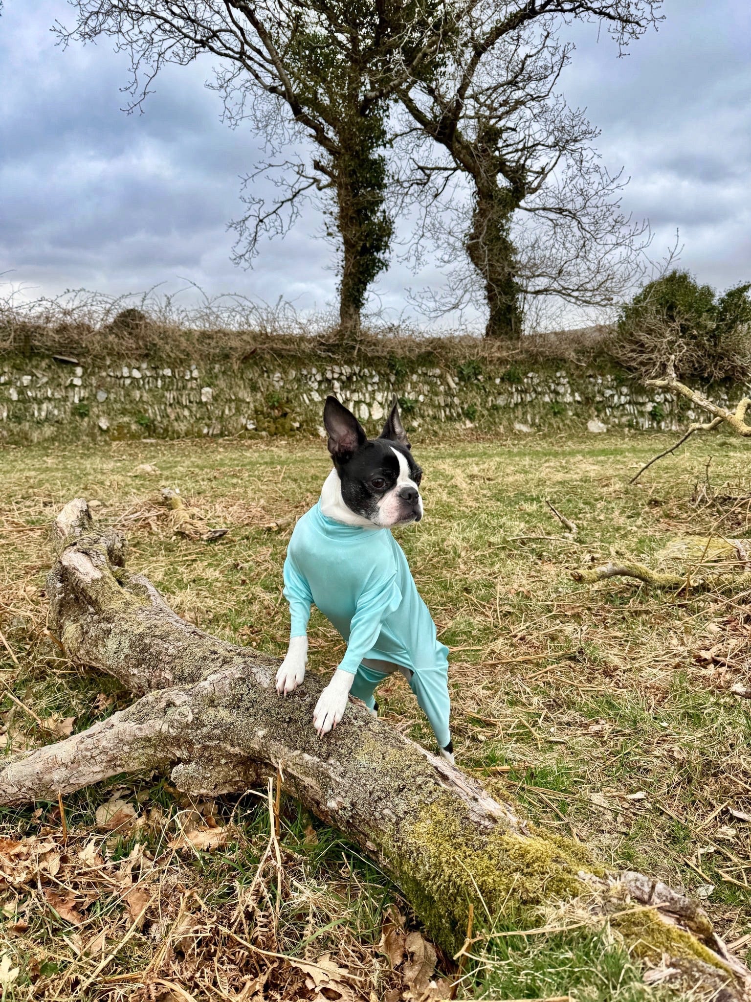 Small dog stood wearing our aqua protective summer suit
