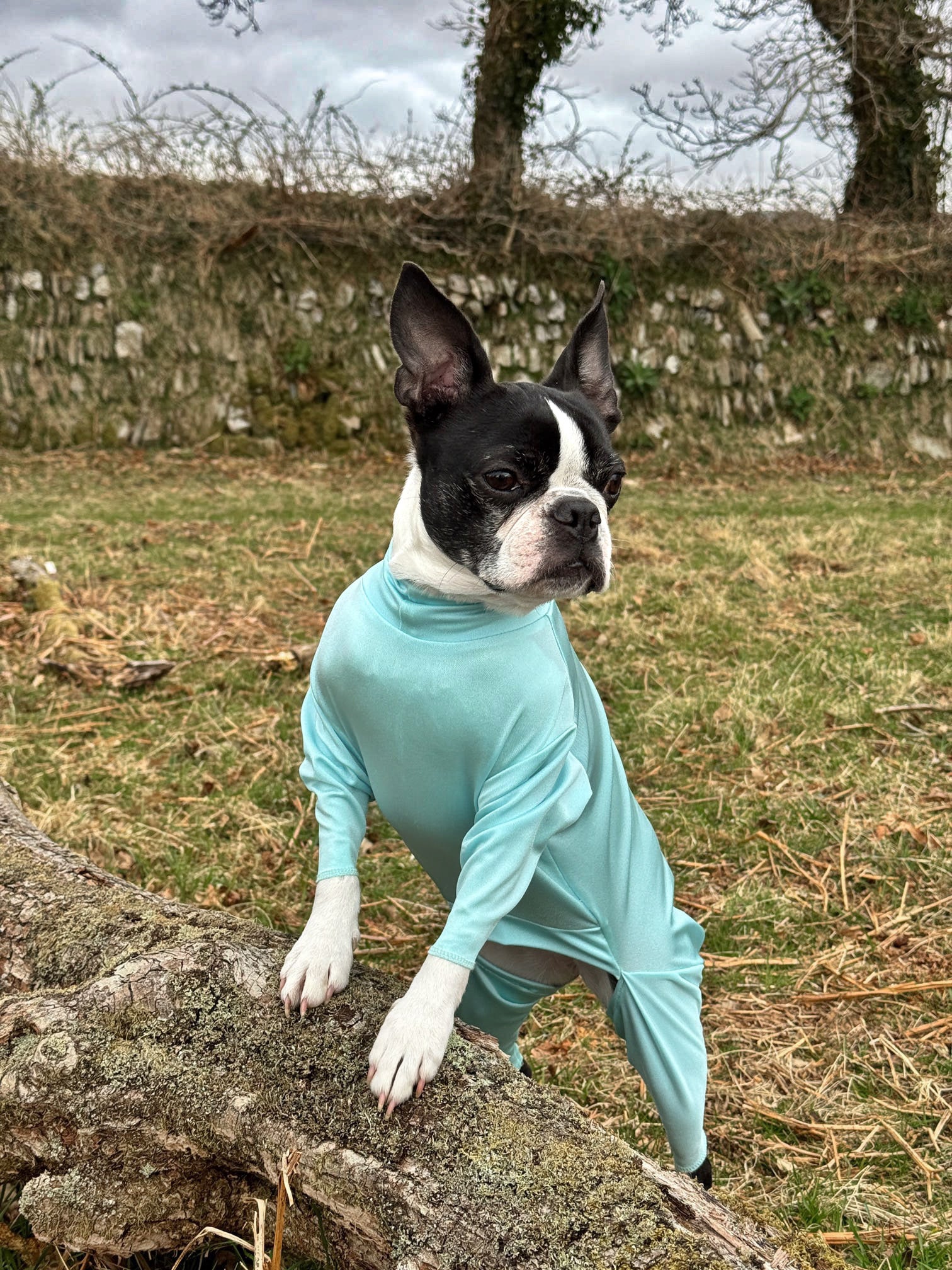 Small dog wearing our aqua protective summer suit