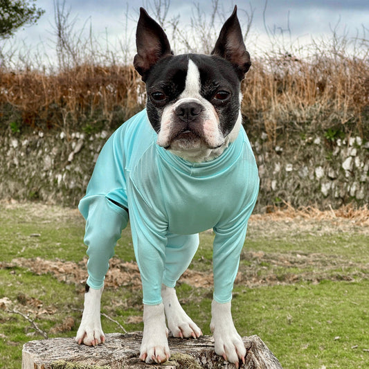 Boston terrier wearing aqua summer suit