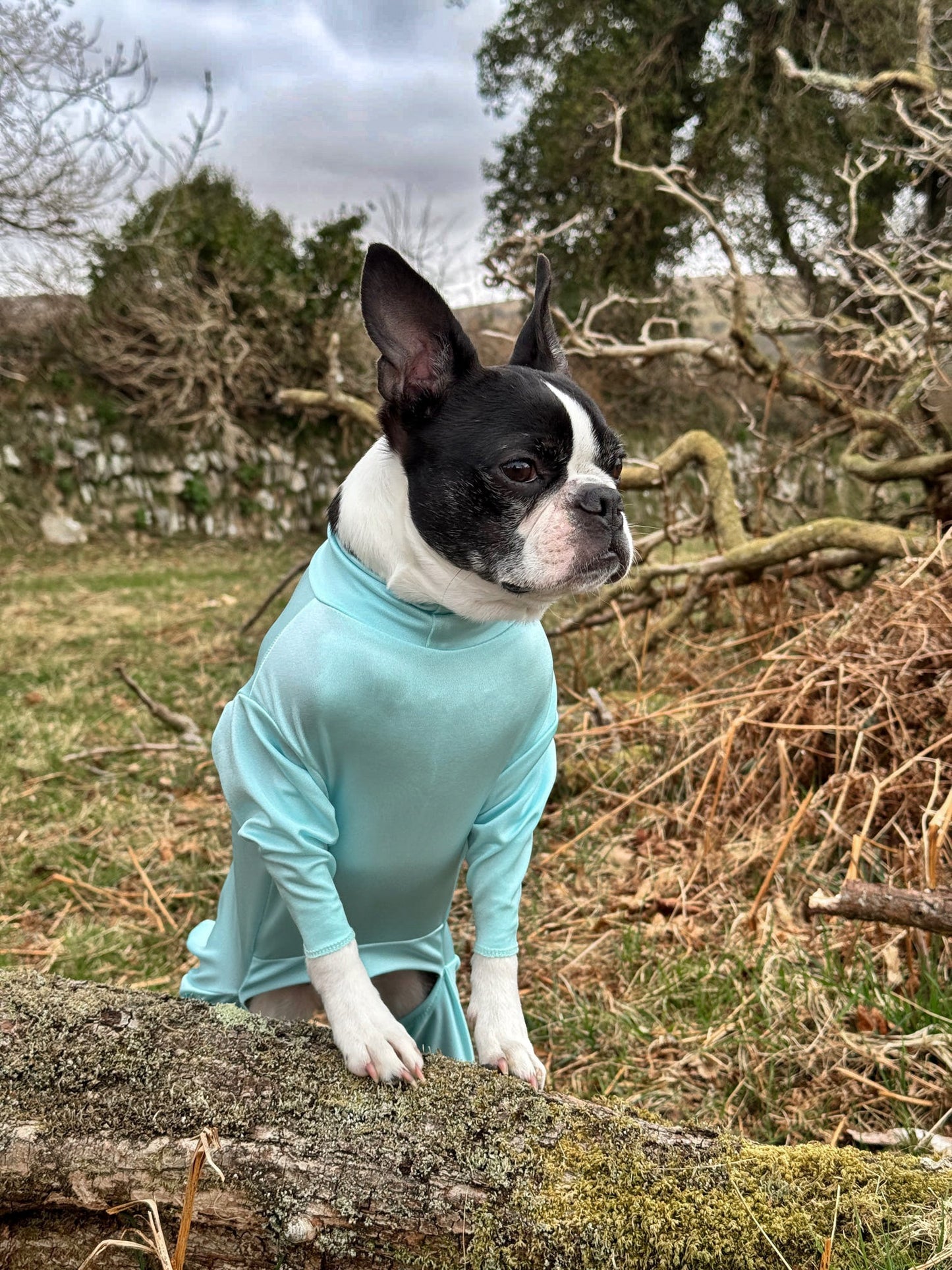 Boston terrier wearing our aqua protective summer suit