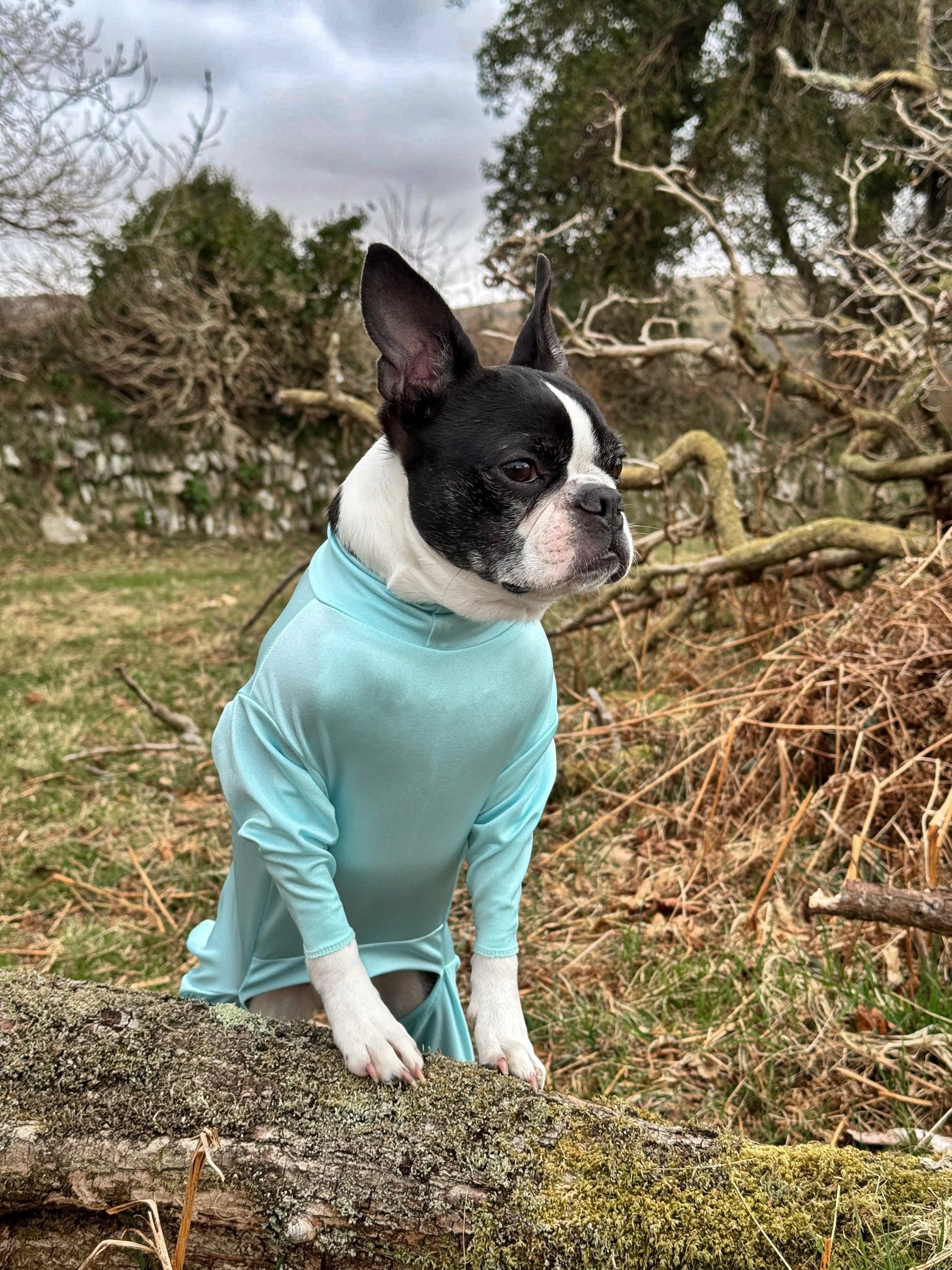 Boston terrier wearing our aqua protective summer suit