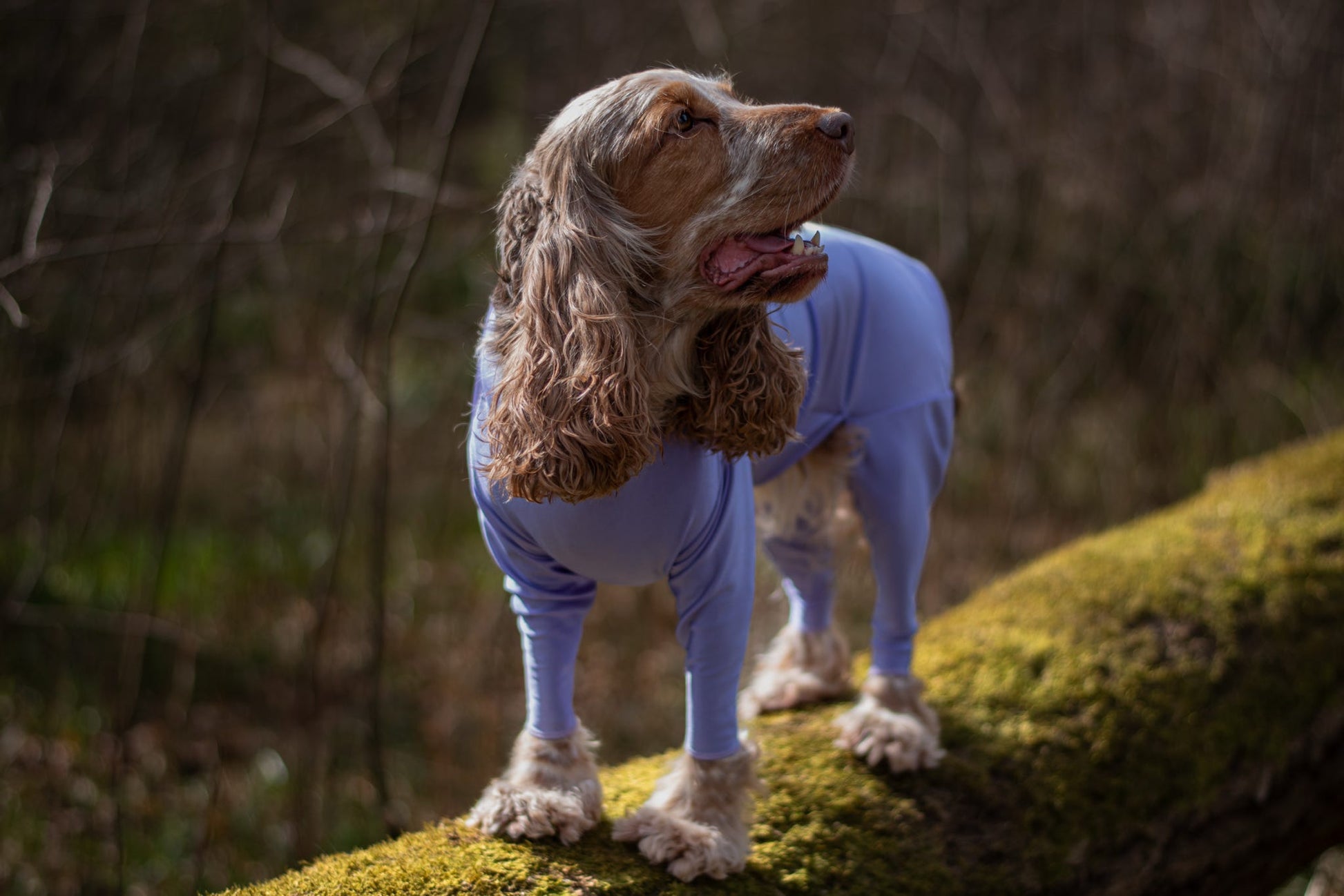 Cocker spaniel wearing lightweight anti allergy summer suit