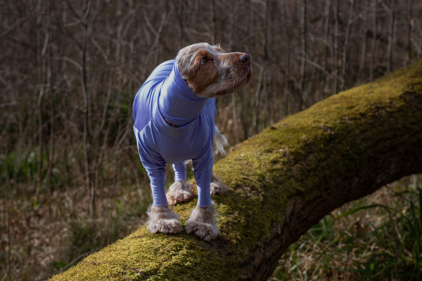 Cocker spaniel wearing lilac protective suit and snood
