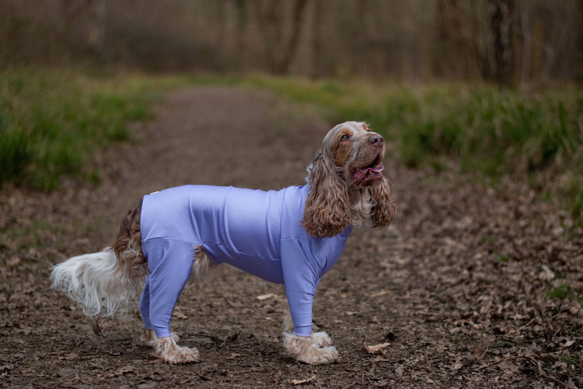 Cocker spaniel wearing 4 leg stretchy protective summer suit