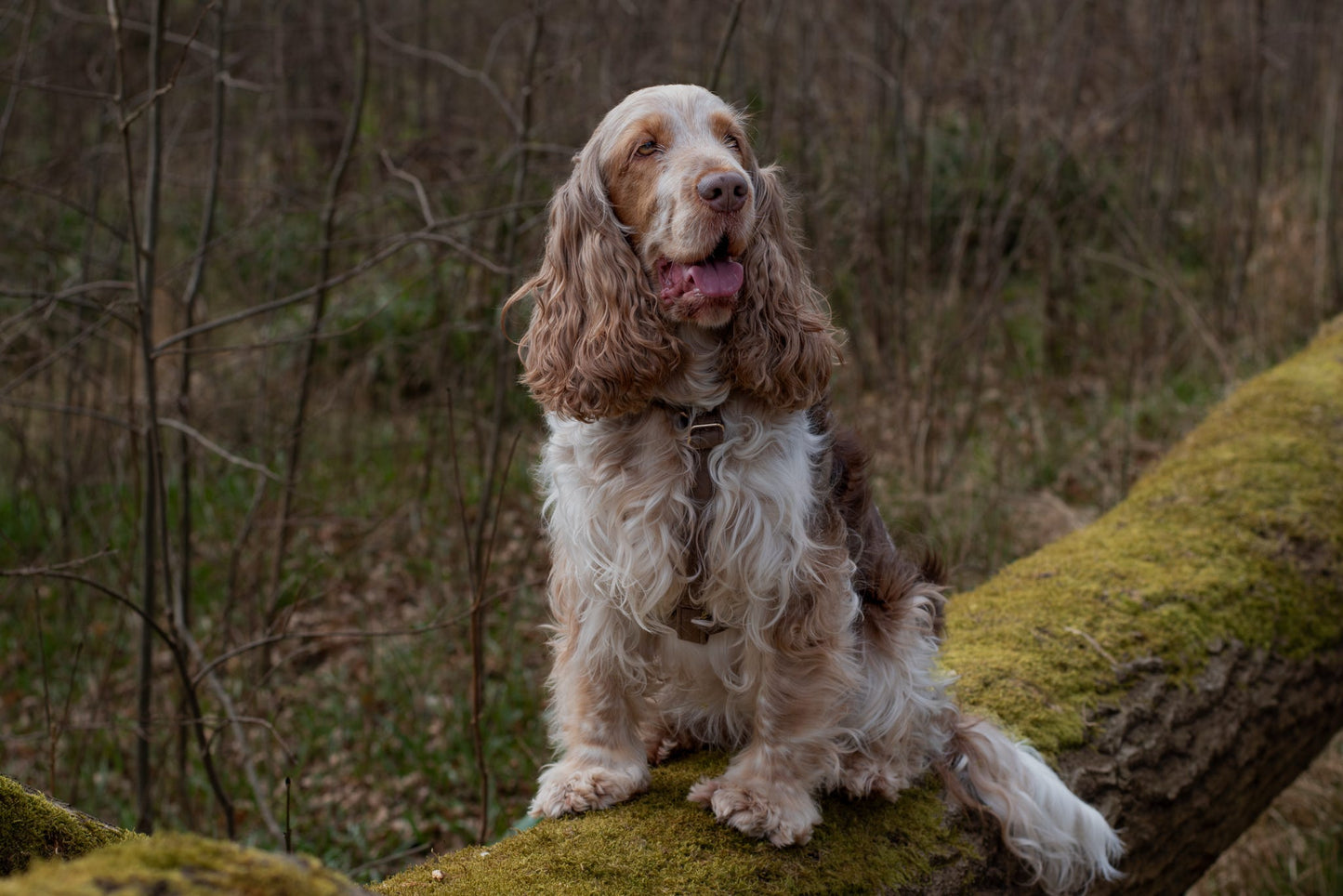 Cocker spaniel wearing dark brown strap harness