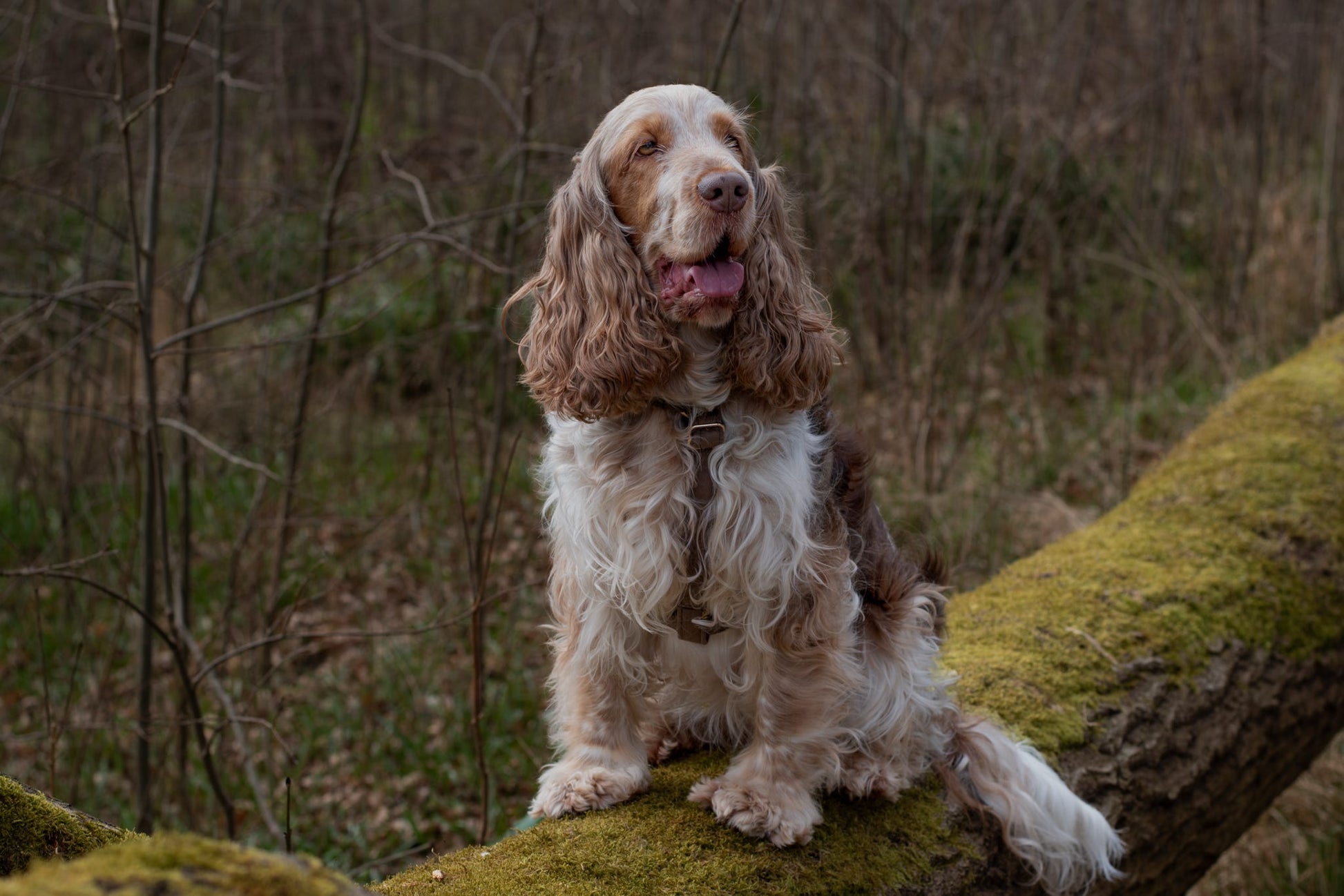 Cocker spaniel wearing dark brown strap harness