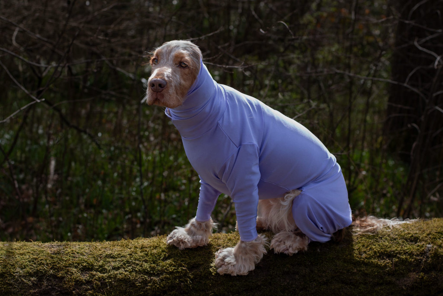 Cocker spaniel wearing lilac summer suit and snood