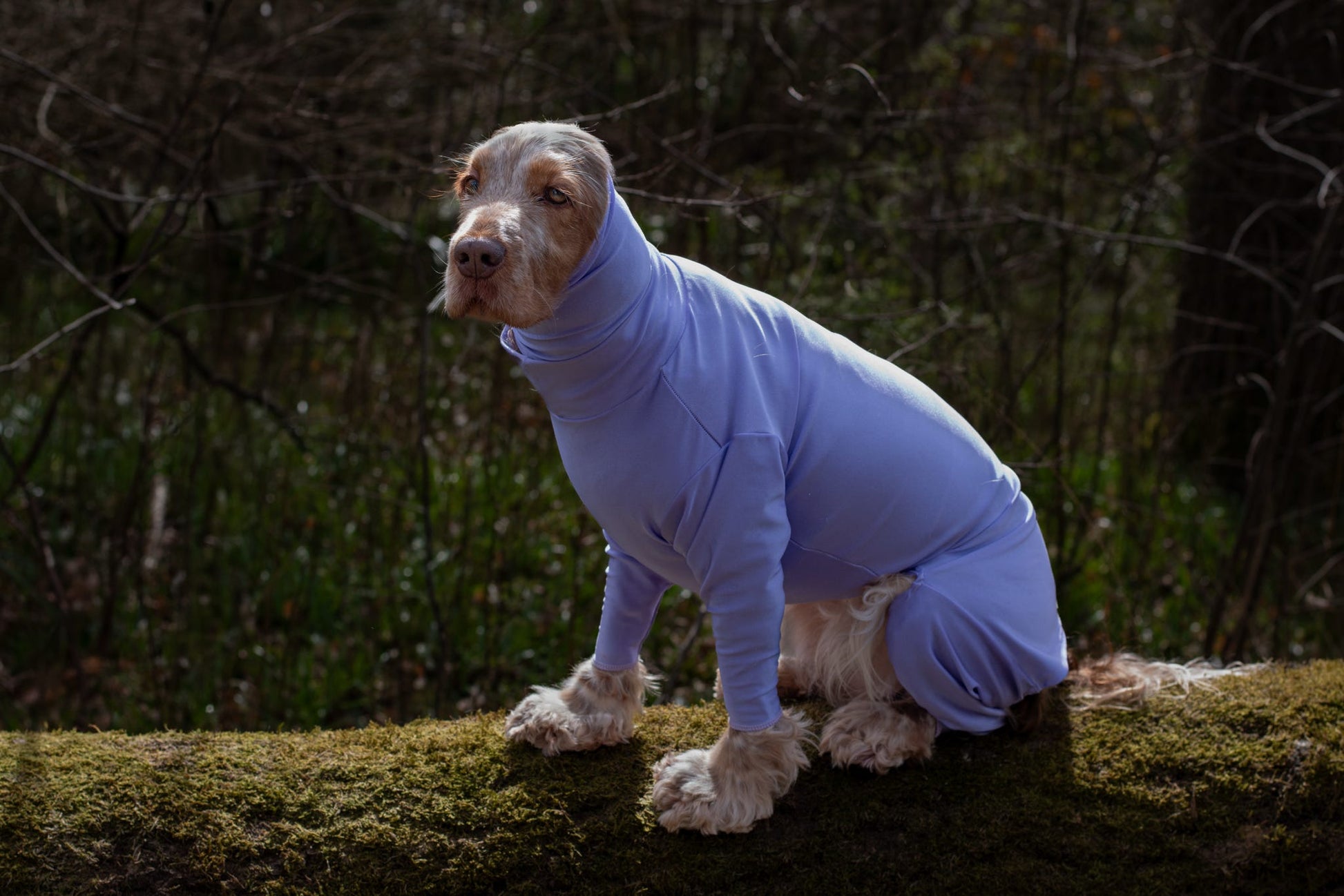 Cocker spaniel wearing lilac summer suit and snood