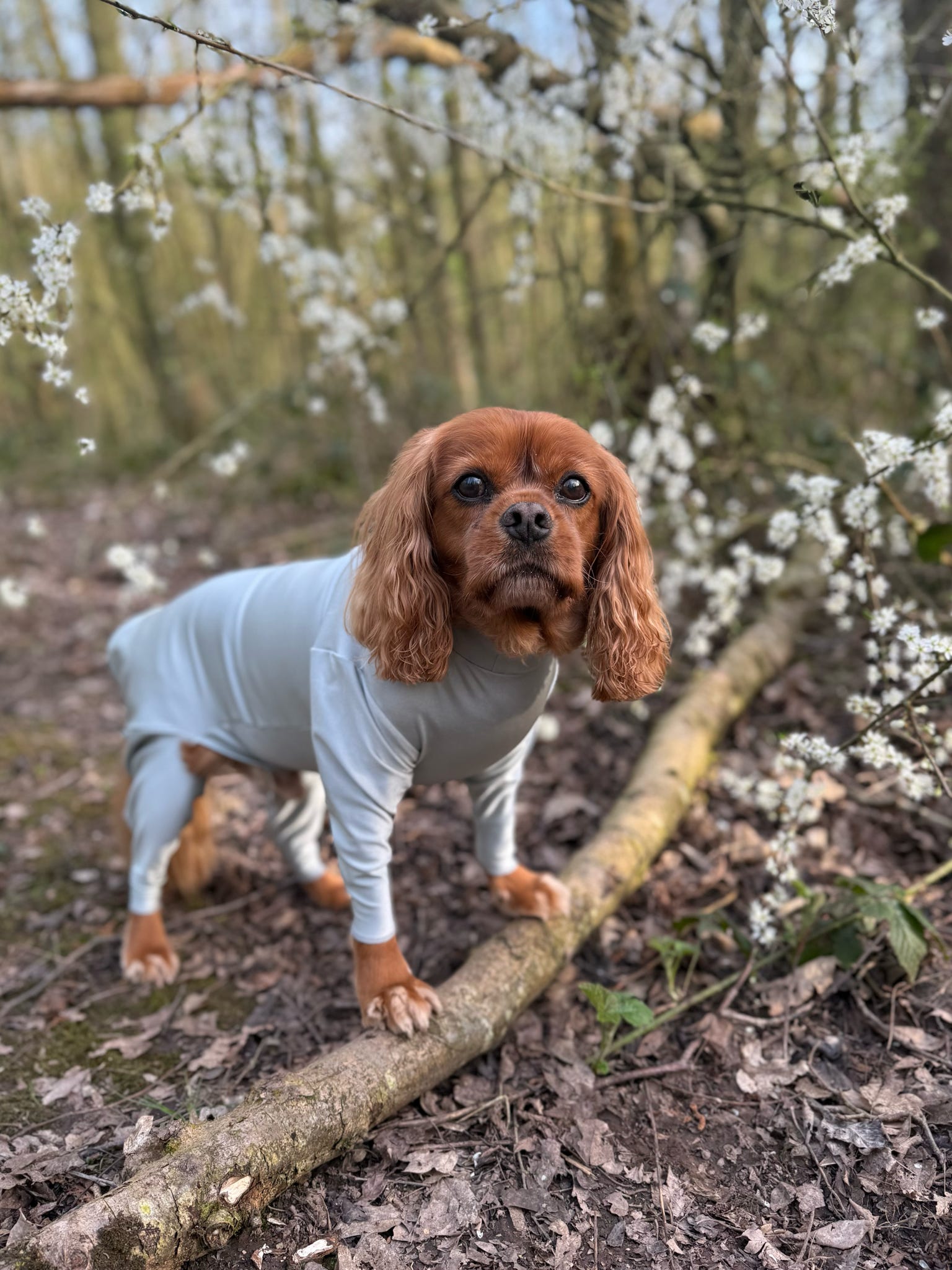 Cavalier wearing our light grey stretchy summer suit