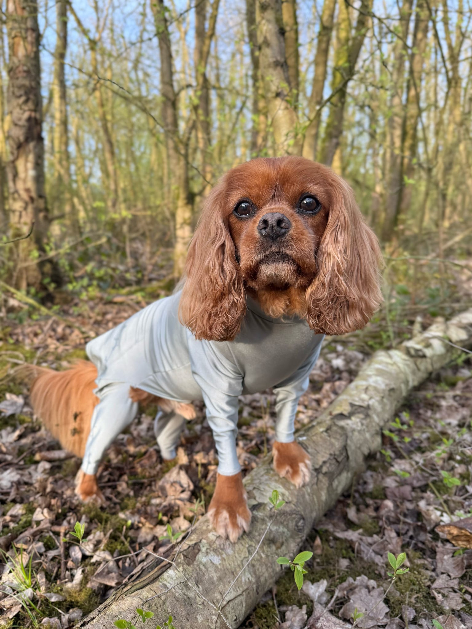 Cavalier wearing our grey anti flea and tick summer suit