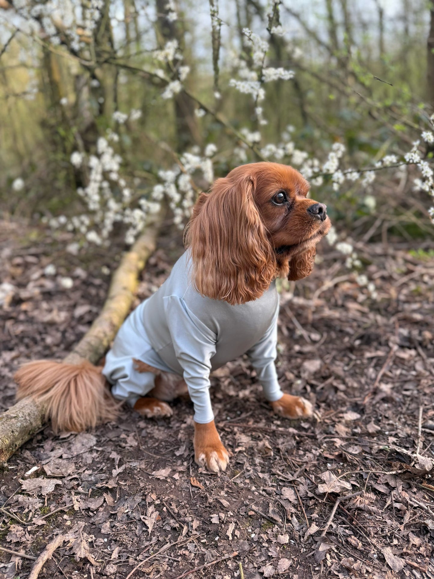 Cavalier wearing our grey protective summer suit