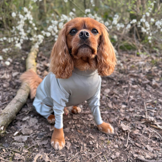Cavalier sitting down wearing our grey summer suit