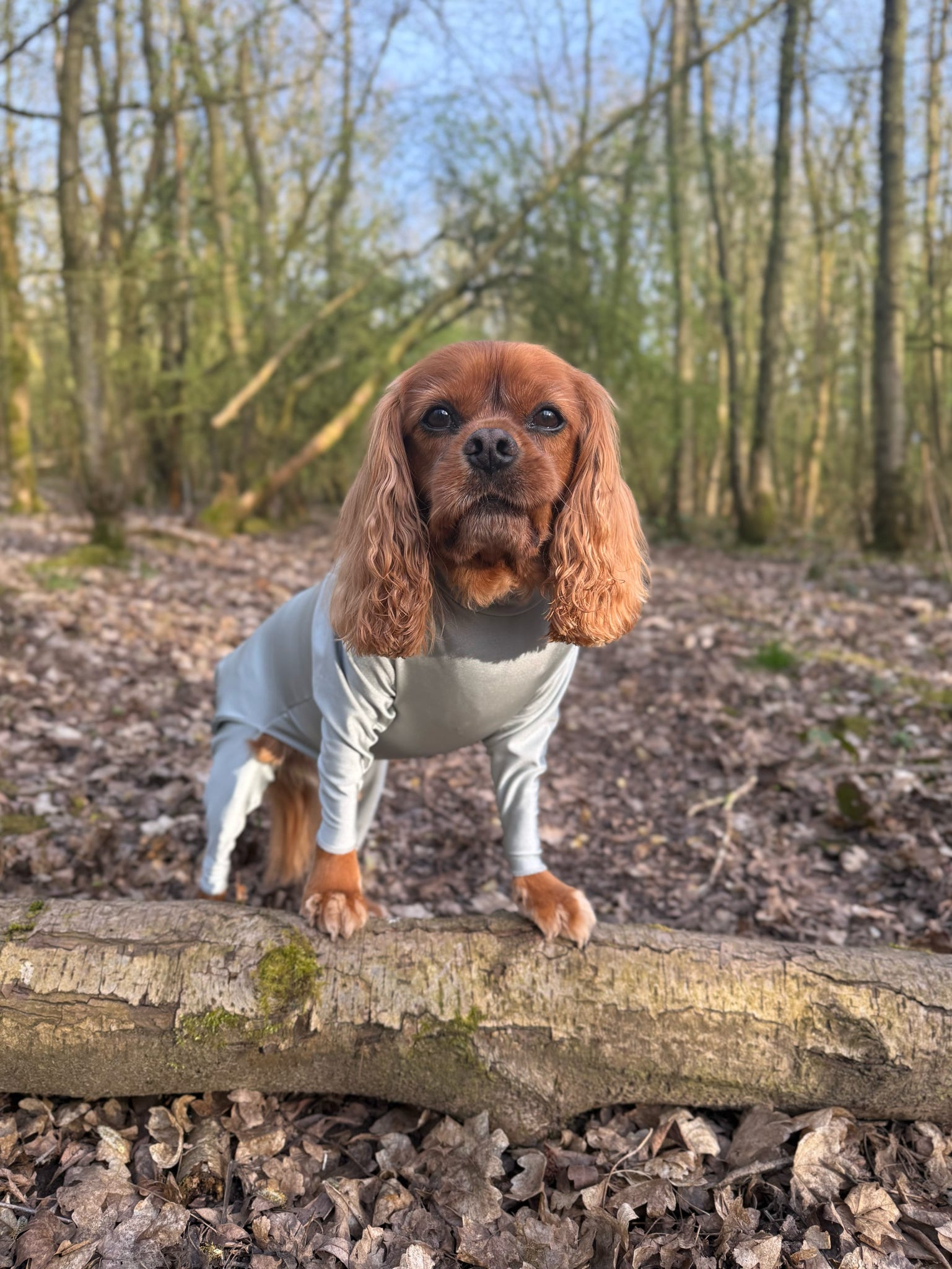 Cavalier wearing our grey anti allergy summer suit