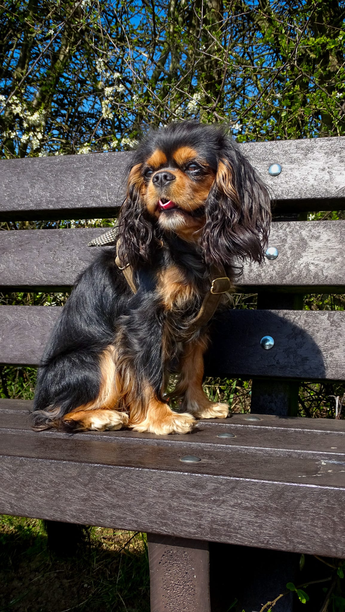 Cavalier wearing chocolate brown velvet strap harness