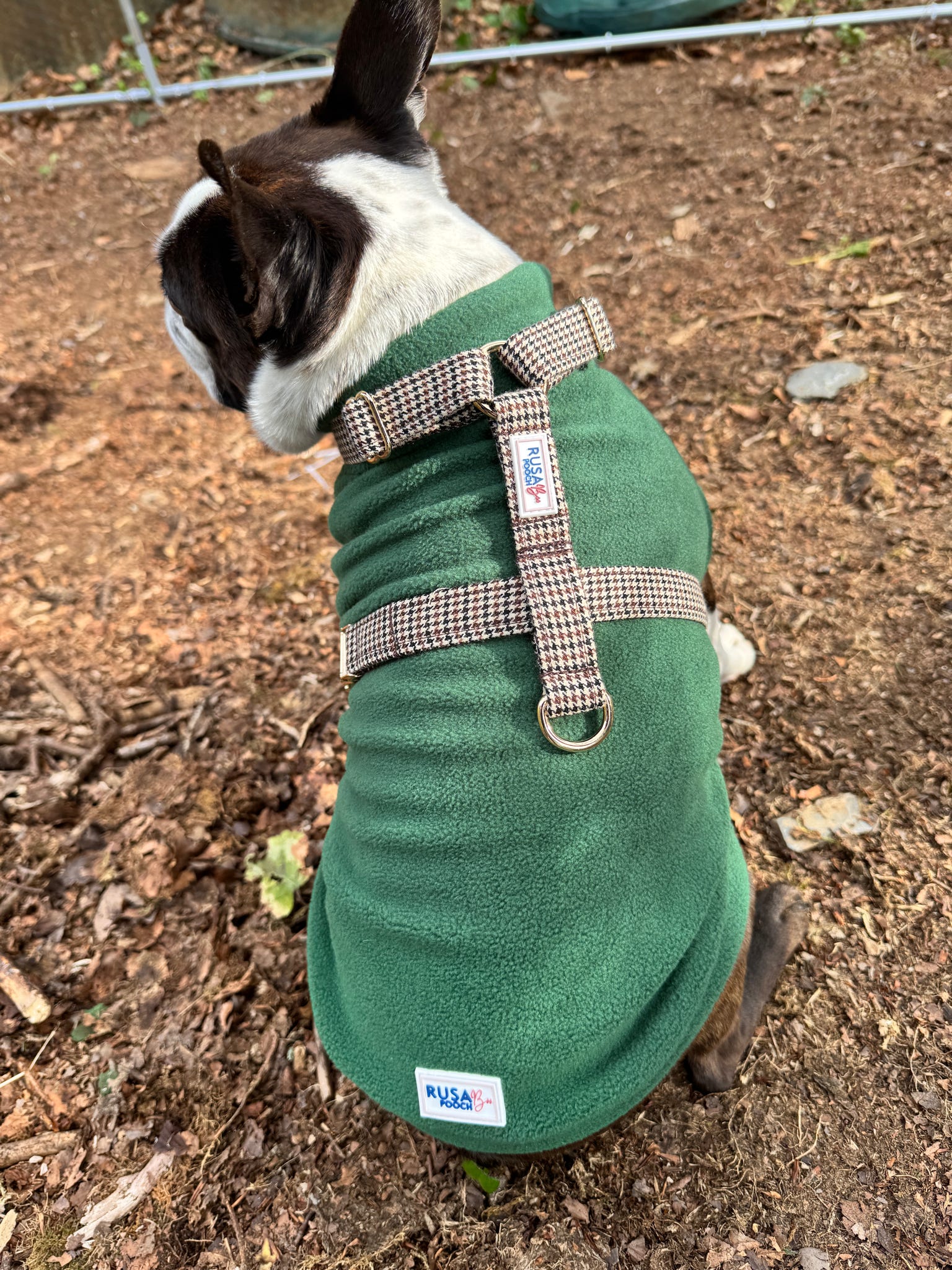 Boston terrier wearing green fleece and brown strap harness