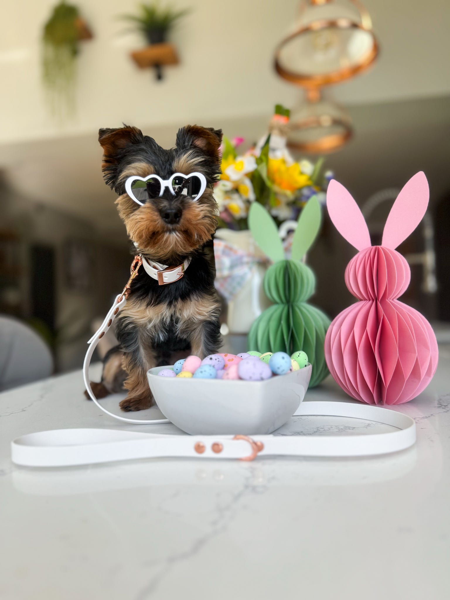Teacup yorkie wearing white and rose gold weaterproof set
