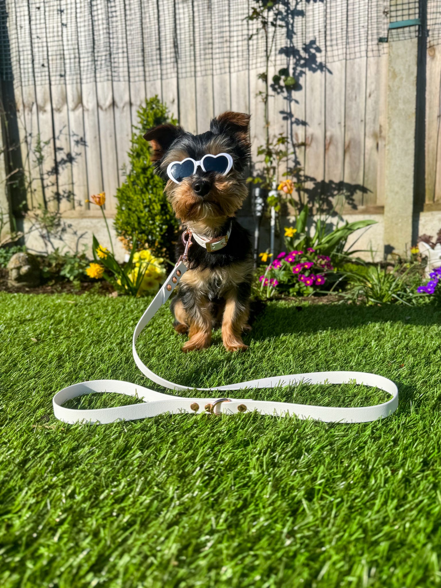 Yorkshire terrier wearing white waterproof collar and lead