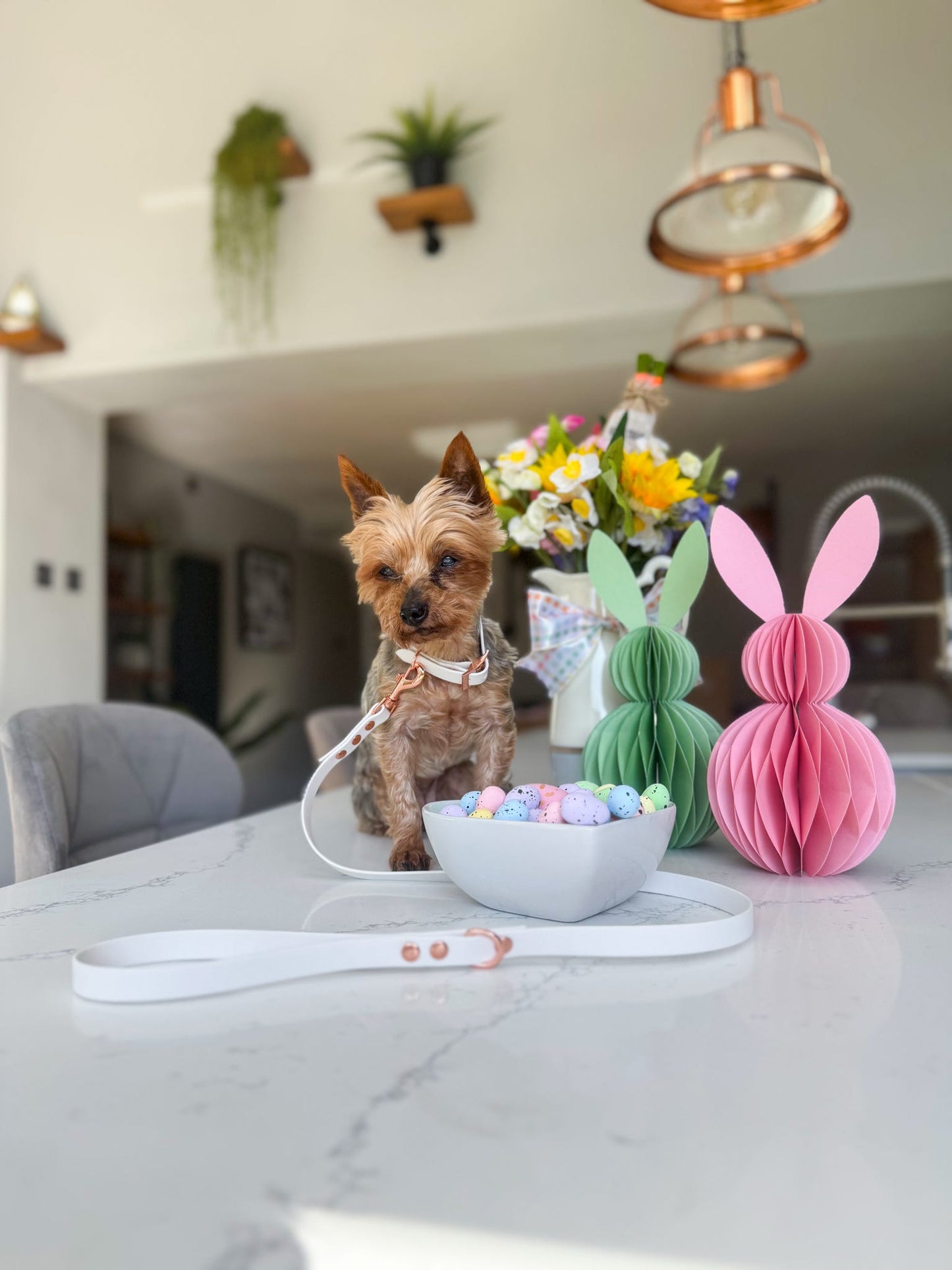Little yorkie wearing white waterproof collar and lead