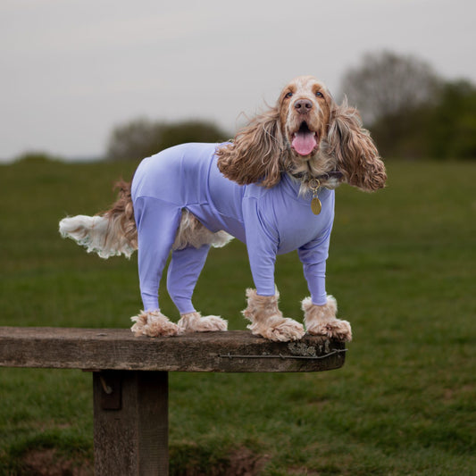 Cocker spaniel in purple 4 leg summer suit