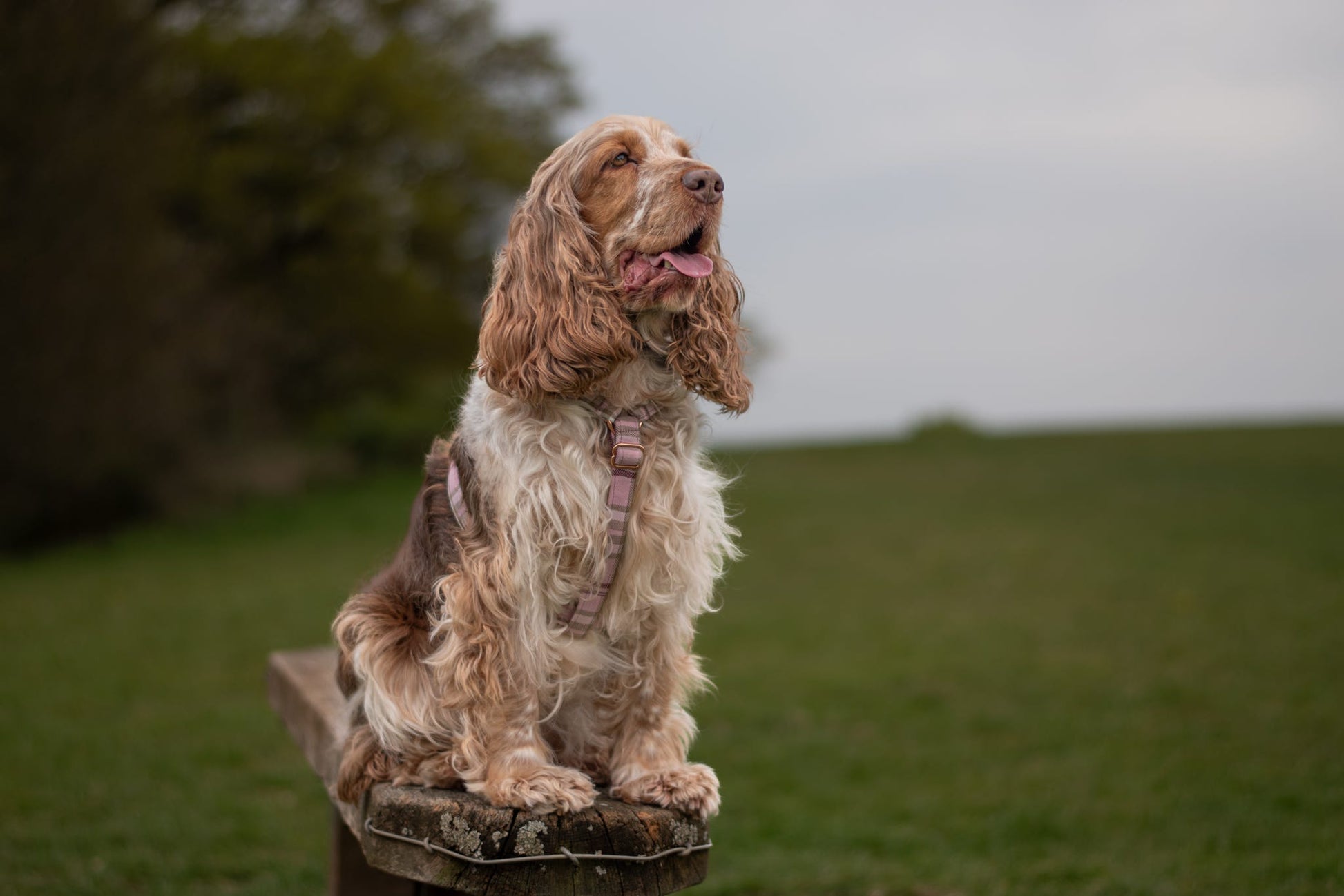 Cocker spaniel wearing light pink tartan strap harness