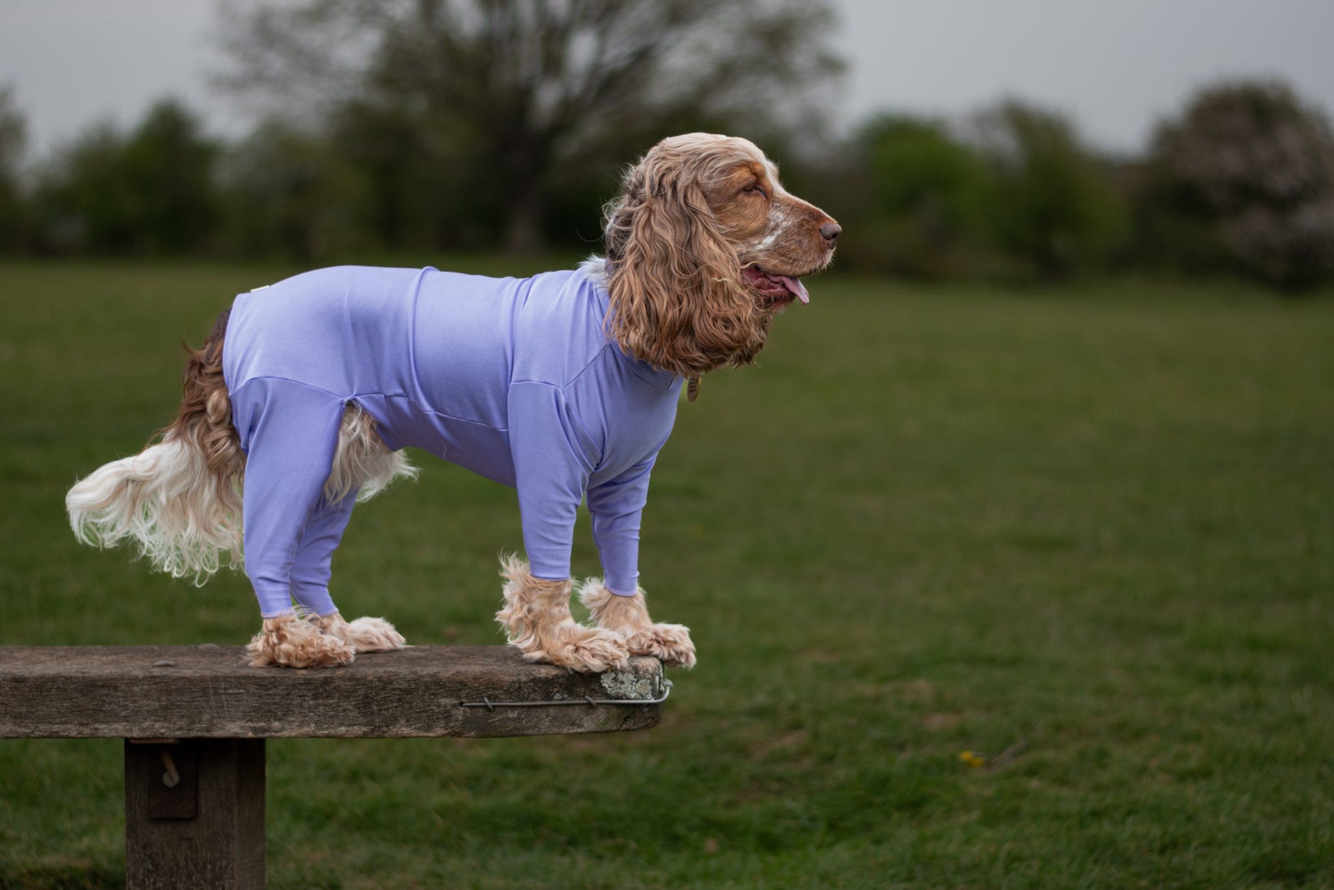 Spaniel in purple anti tick and flea summer suit